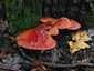 Májgomba (Fistulina hepatica), Budai-hegység